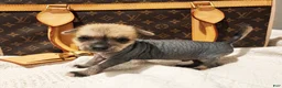 Mixed Breed dogs for sale: Chico  - Ad 1