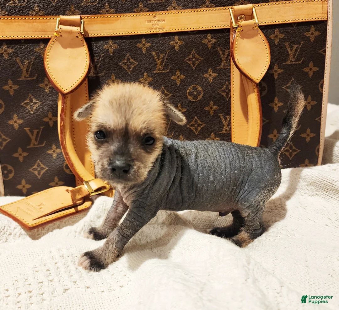 Mixed Breed dogs for sale: Chico  - Ad 1