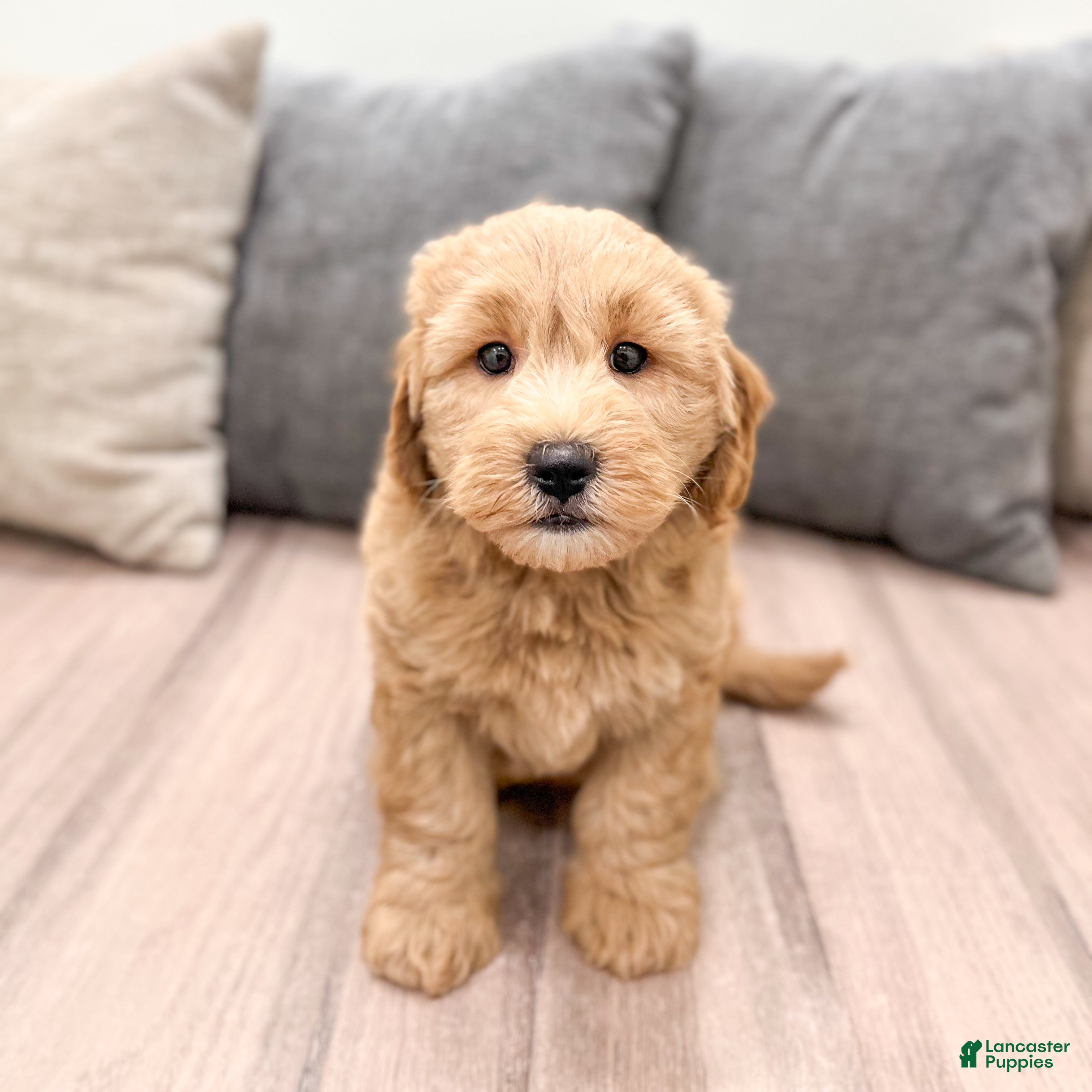 Mini Goldendoodle dogs Diesel - Ad 2