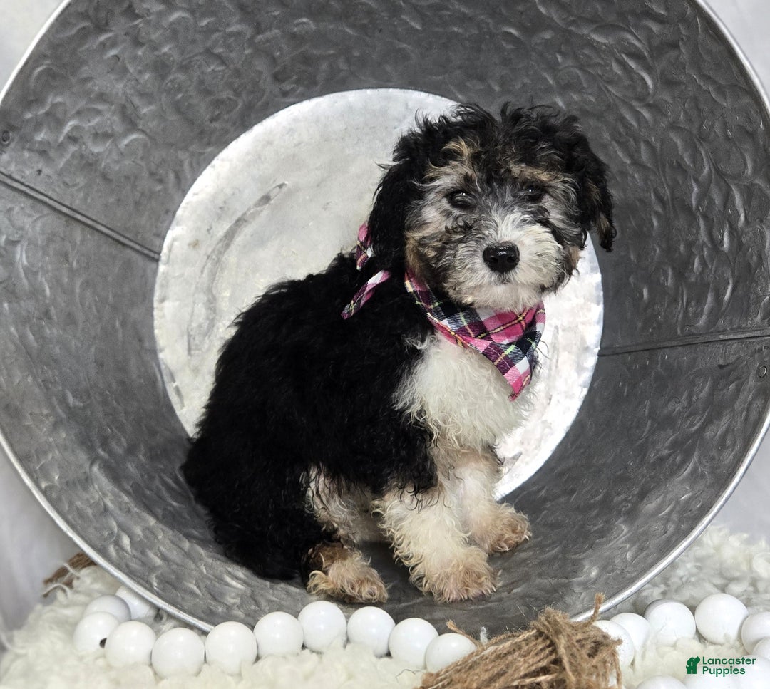 Mini Sheepadoodle dogs for sale: Joy - Ad 3