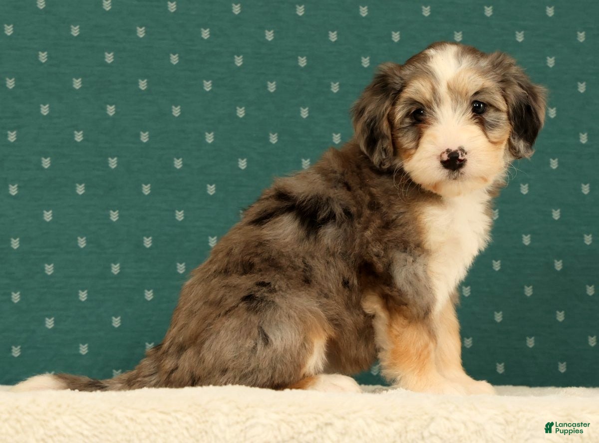 Mini Bernedoodle dogs Remi - Ad 2