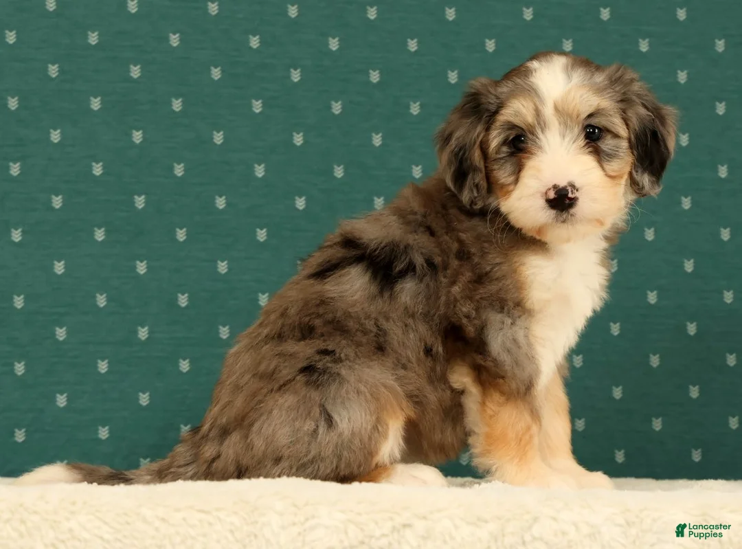 Mini Bernedoodle dogs for sale: Remi - Ad 2