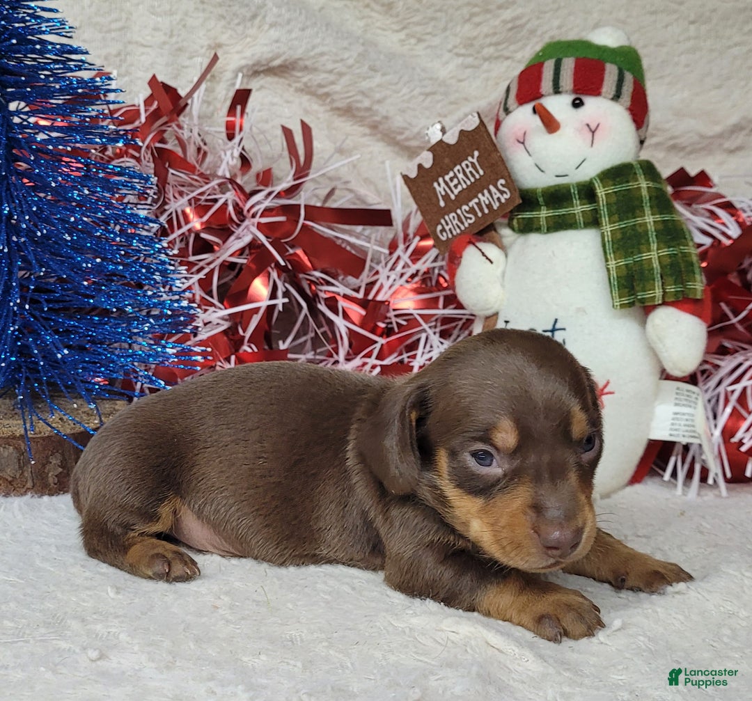 Miniature Dachshund dogs for sale: AKC Blade - Ad 1