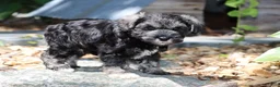 Miniature Schnauzer dogs for sale: Twila - Ad 7