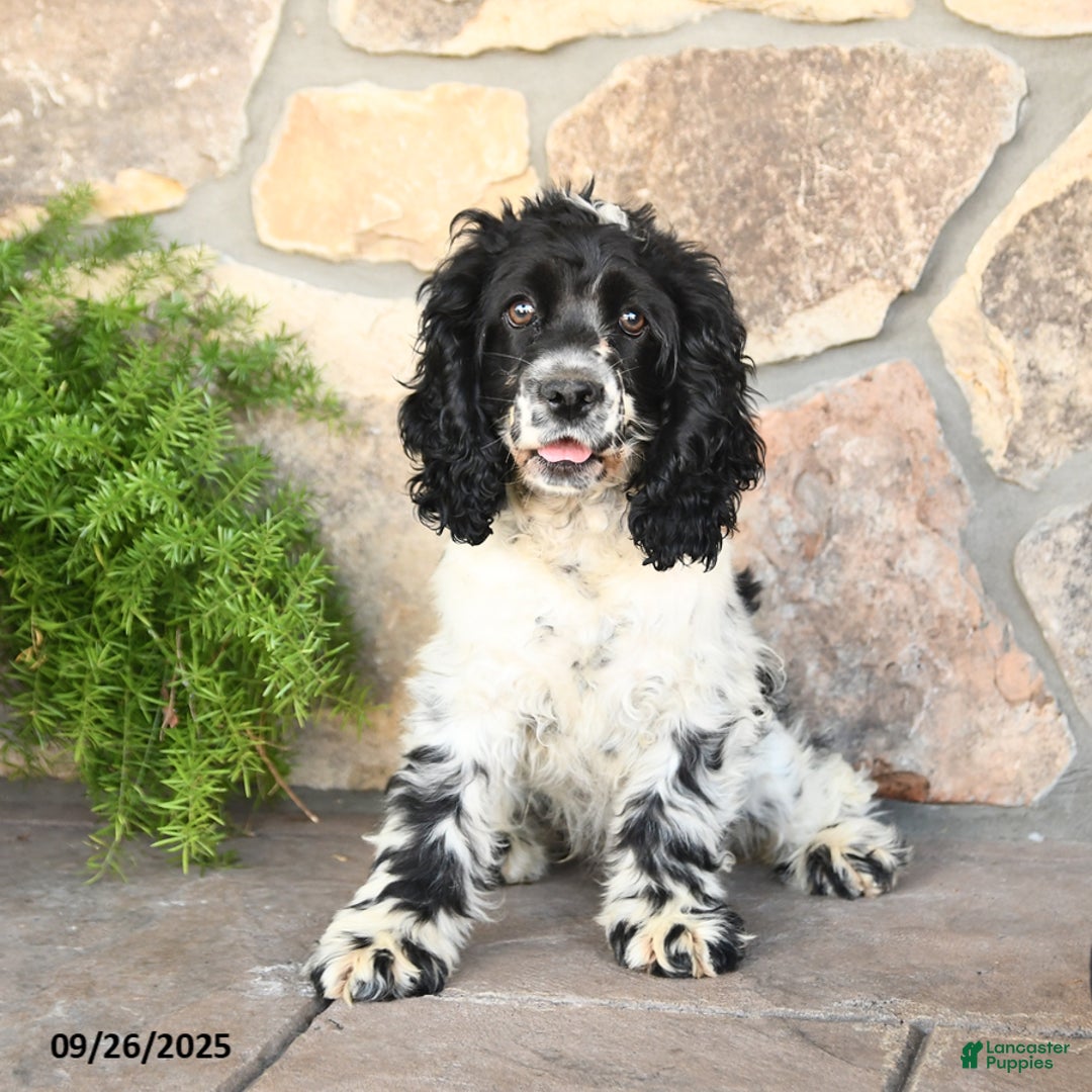 American Cocker Spanish Spaniel Dog American Cocker Coco Spanish