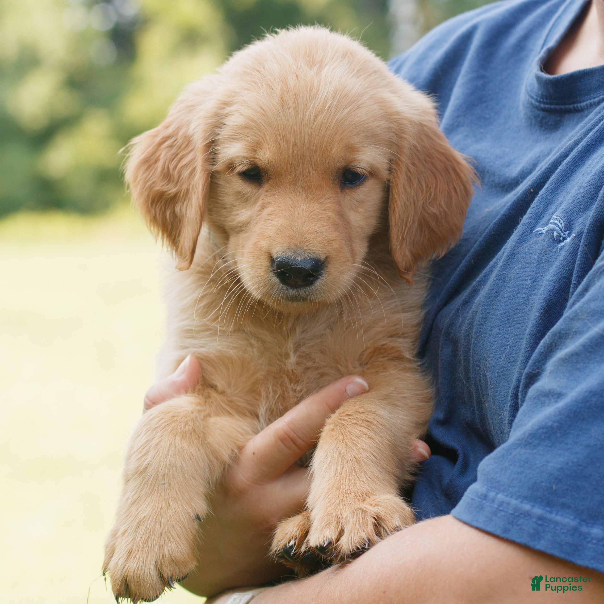 Golden Retriever dogs Ivy  - Ad 1
