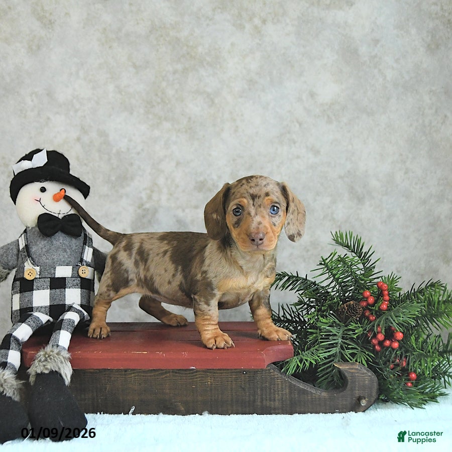 Miniature Dachshund dogs Lucia - Ad 34