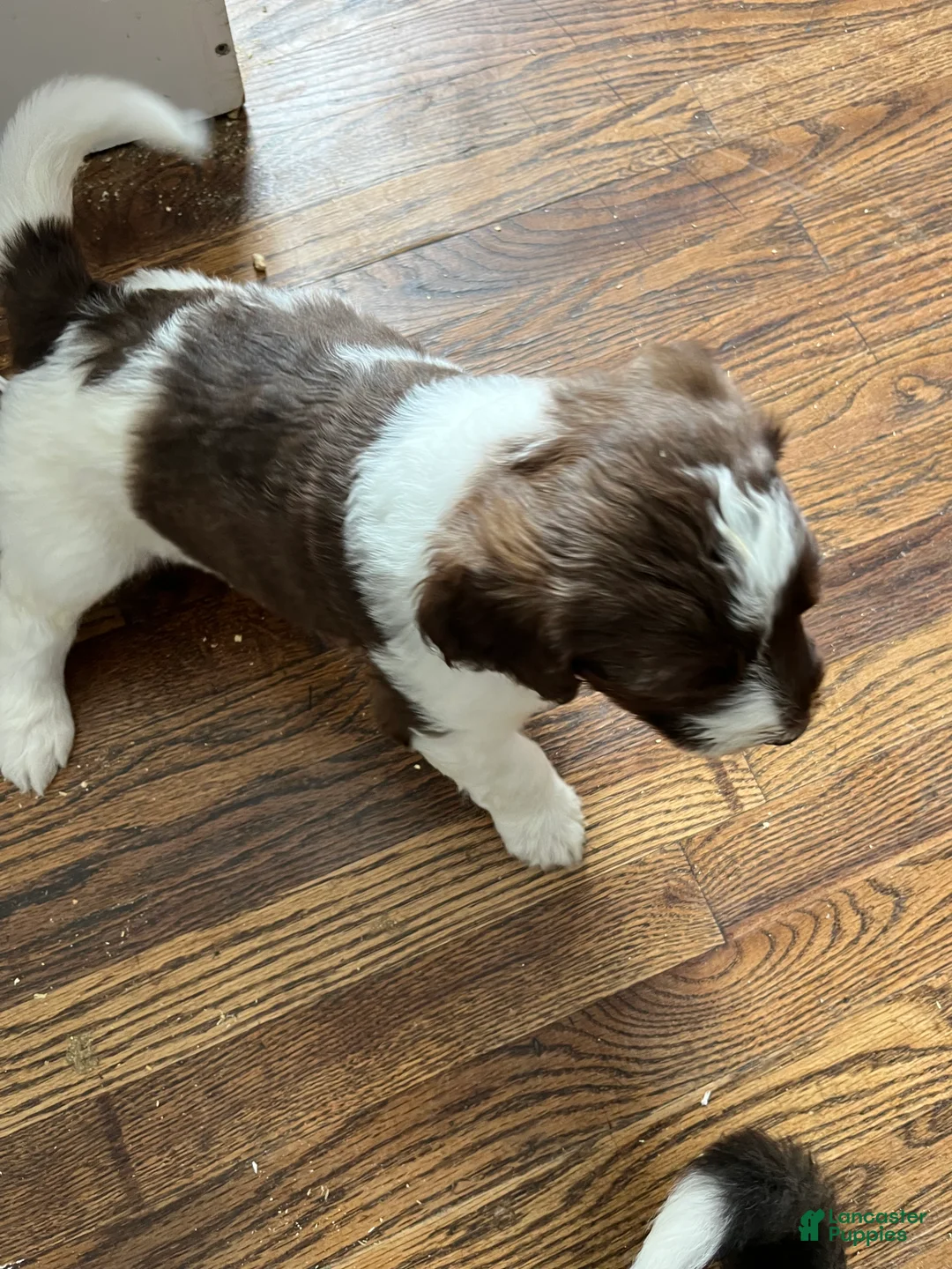 Sheepadoodle dogs for sale: Sheepadoodle Puppy Bay - Ad 3