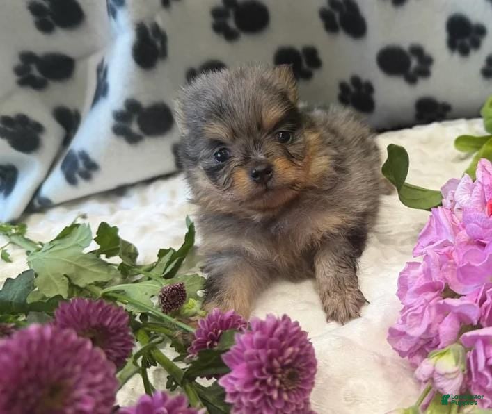 Pomeranian dogs Luka - Ad 12