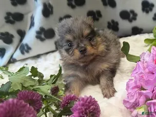 Pomeranian dogs Luka - Ad 4