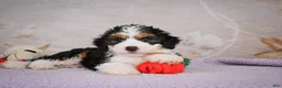 Mini Bernedoodle dogs for sale: Bella - Ad 6