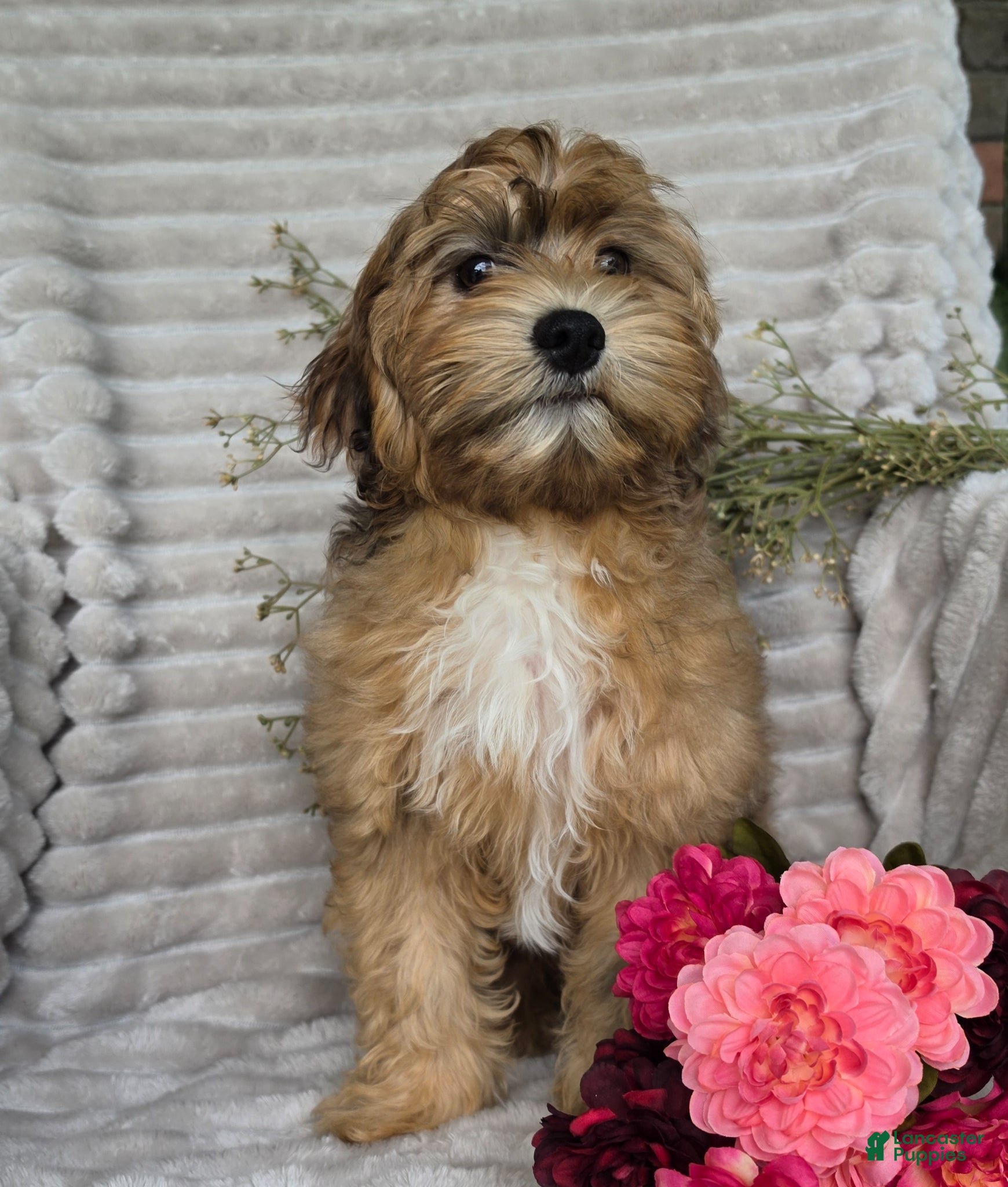 Shihpoo dogs Mayson - Ad 2