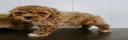 Cavapoochon dogs for sale: Travis - Ad 5