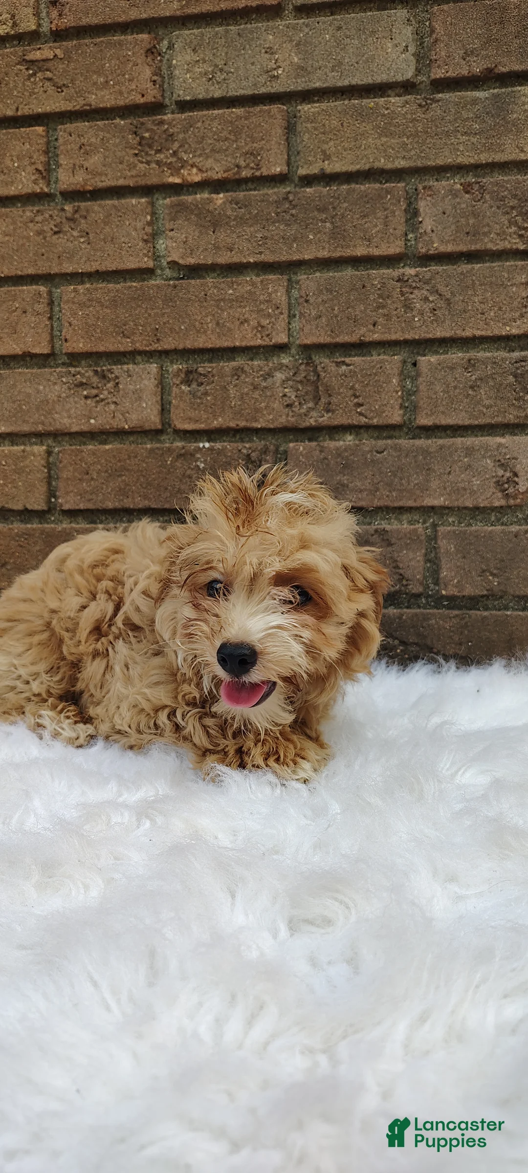 Maltipoo dogs for sale: Waffle - Ad 8