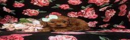 Cavapoo dogs for sale: Tilly - Ad 6