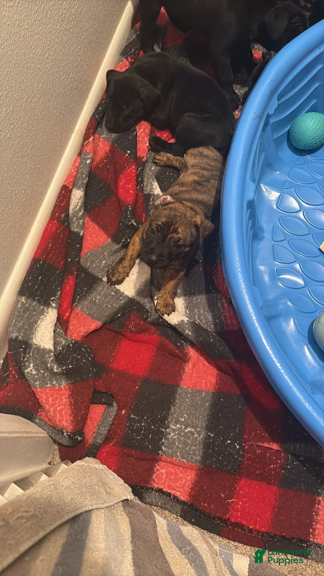 American Pit Bull Terrier dogs for sale: Tigger - Ad 7