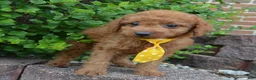 Mini Goldendoodle dogs for sale: Mini Gordon - Ad 11