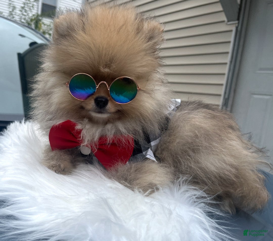 Gallery Image {{count}}