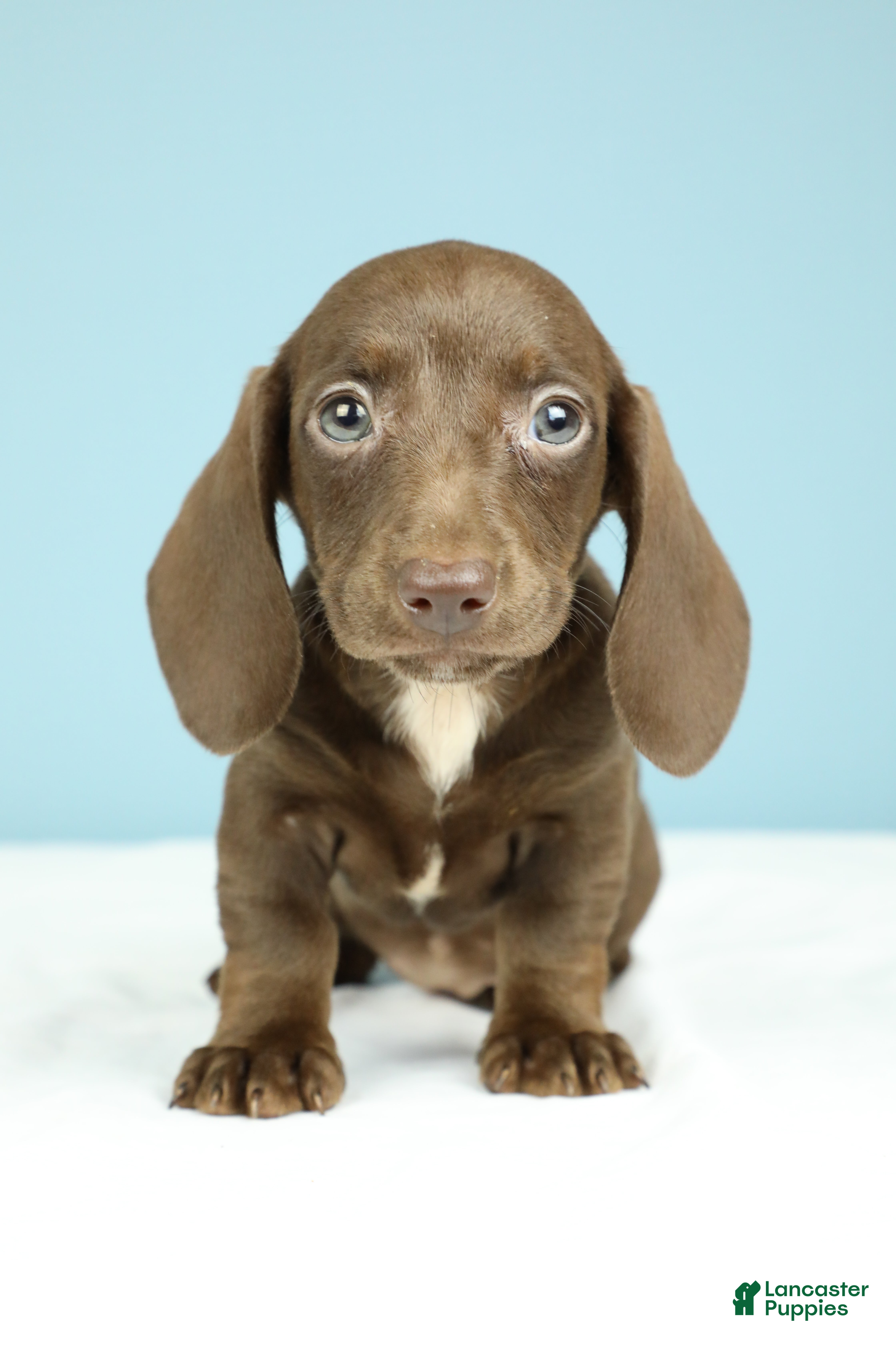 Miniature Dachshund dogs Vienna - Ad 1