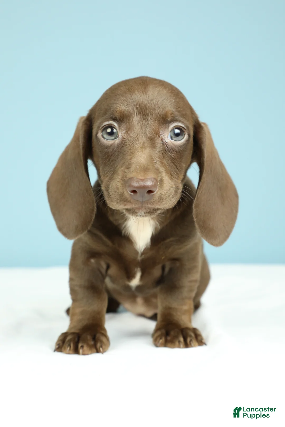 Miniature Dachshund dogs for sale: Vienna - Ad 1