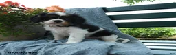 Cavalier King Charles Spaniel dogs for sale: Frisky - Ad 3