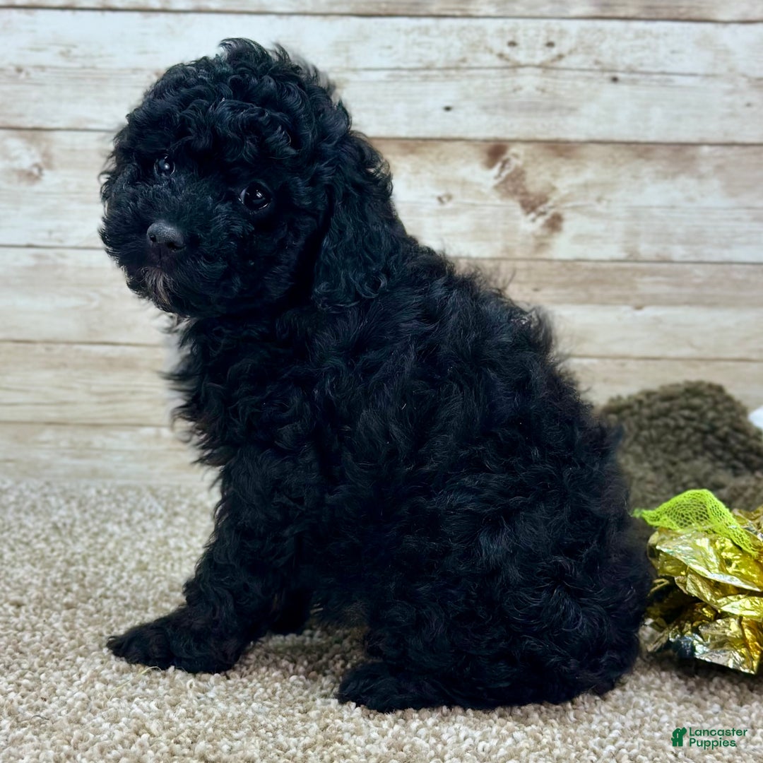 Toy Poodle dogs for sale: Baylee - Ad 2