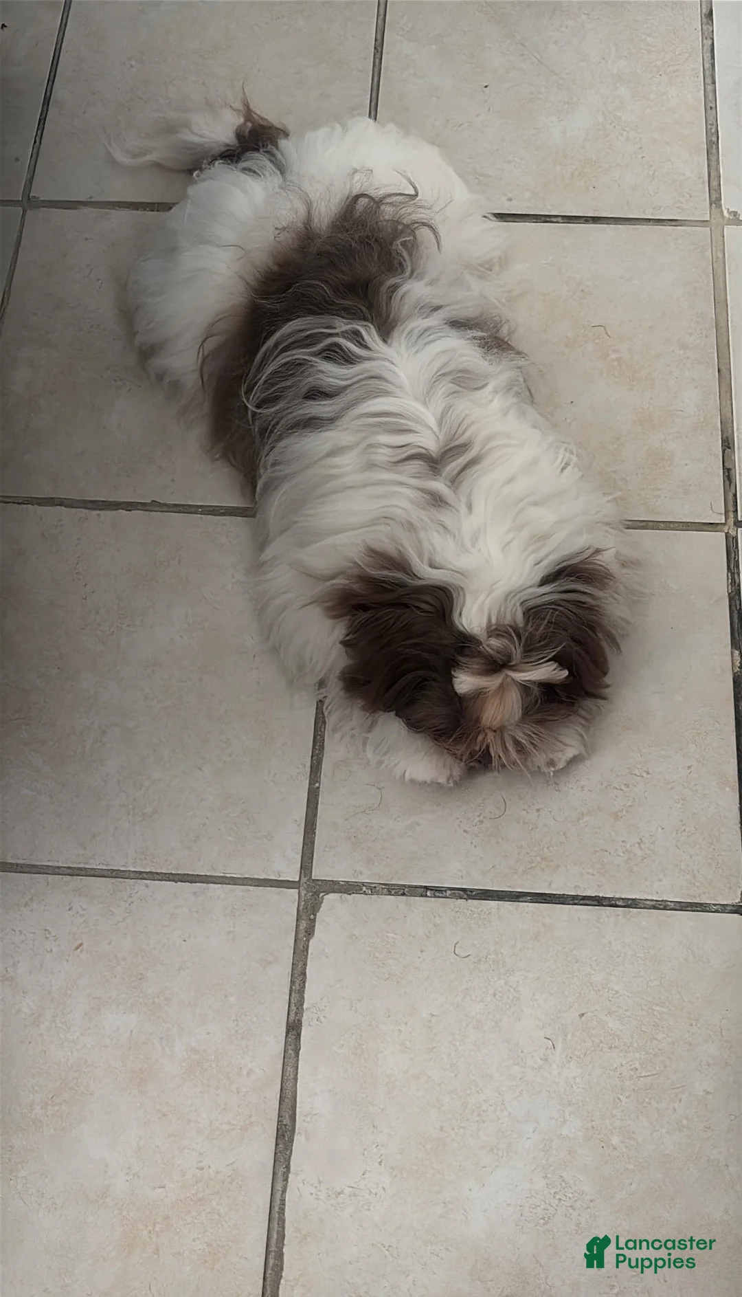 Shih Tzu dogs for sale: Shih Tzu 1 - Ad 4