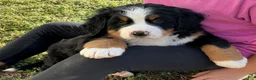 Bernese Mountain Dog dogs for sale: "Max"  Bernese Mountain Dog Puppy 2 - Ad 7