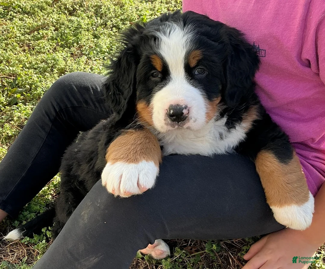Bernese Mountain Dog dogs for sale: "Max"  Bernese Mountain Dog Puppy 2 - Ad 7