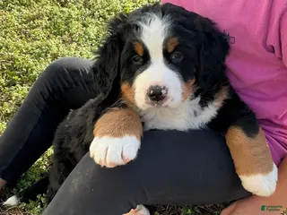Bernese Mountain Dog dogs "Max" Bernese Mountain Dog Puppy 2 - Ad 6