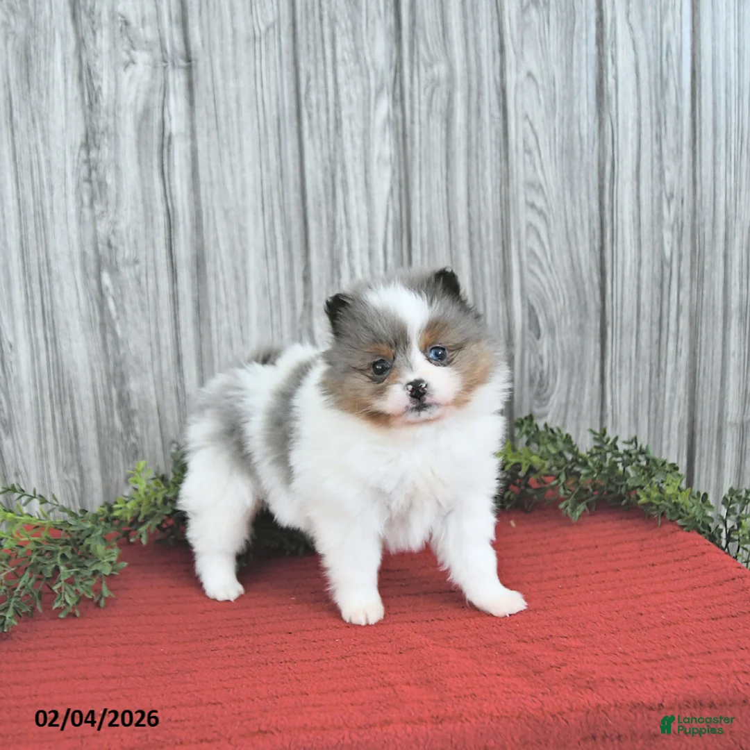 Pomeranian dogs for sale: Caramel - Ad 4