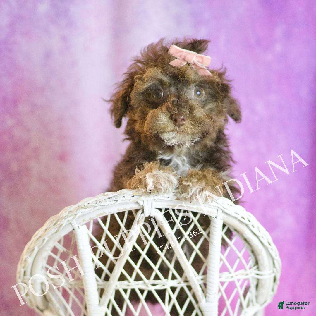 Toy Poodle dogs for sale: Celeste - Ad 1