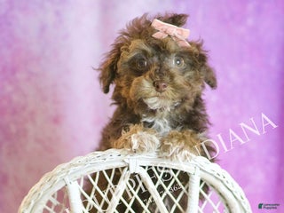 Toy Poodle dogs Celeste - Ad 17