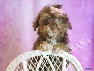 Toy Poodle dogs Celeste - Ad 28