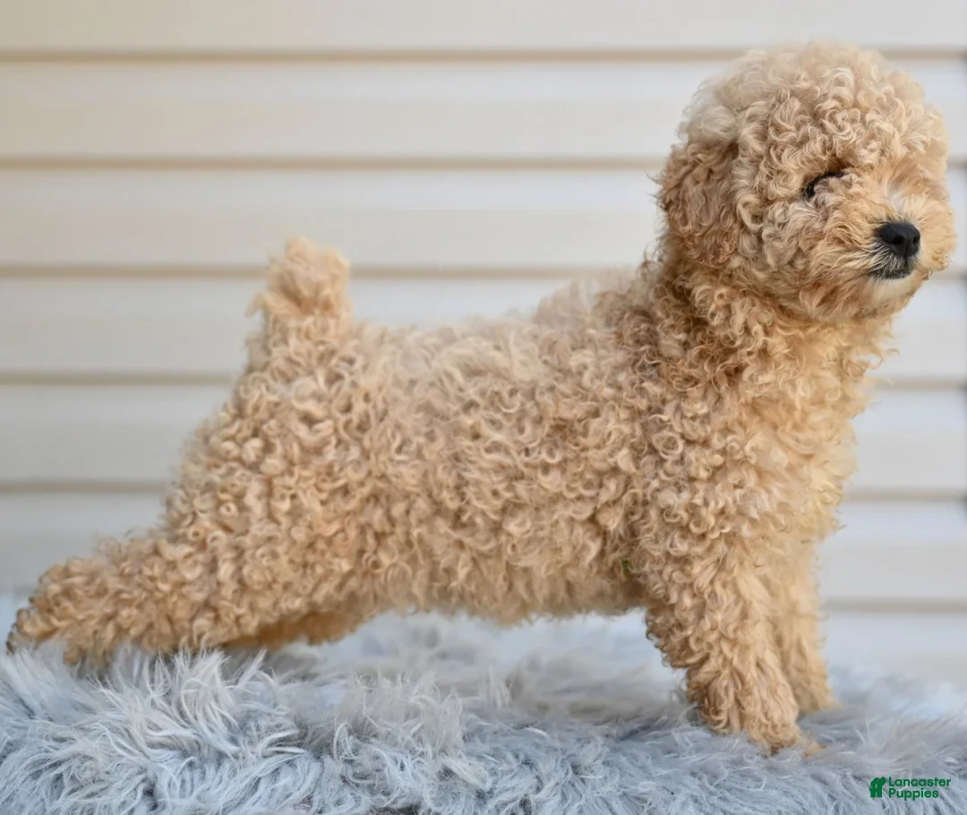 Miniature Poodle dogs for sale: Honey - Ad 2