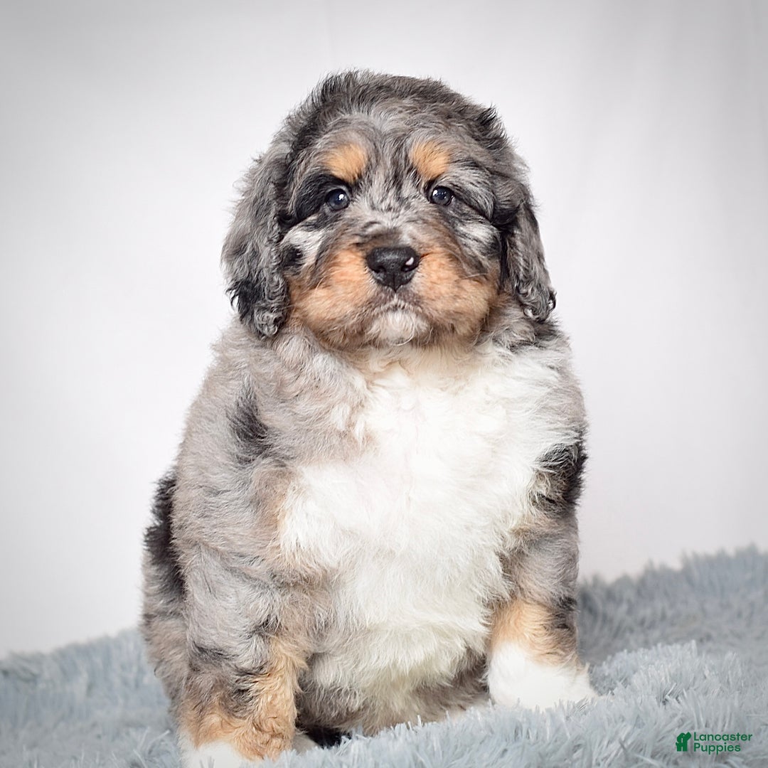 Bernedoodle dogs for sale: Mr. Sarge - Ad 5