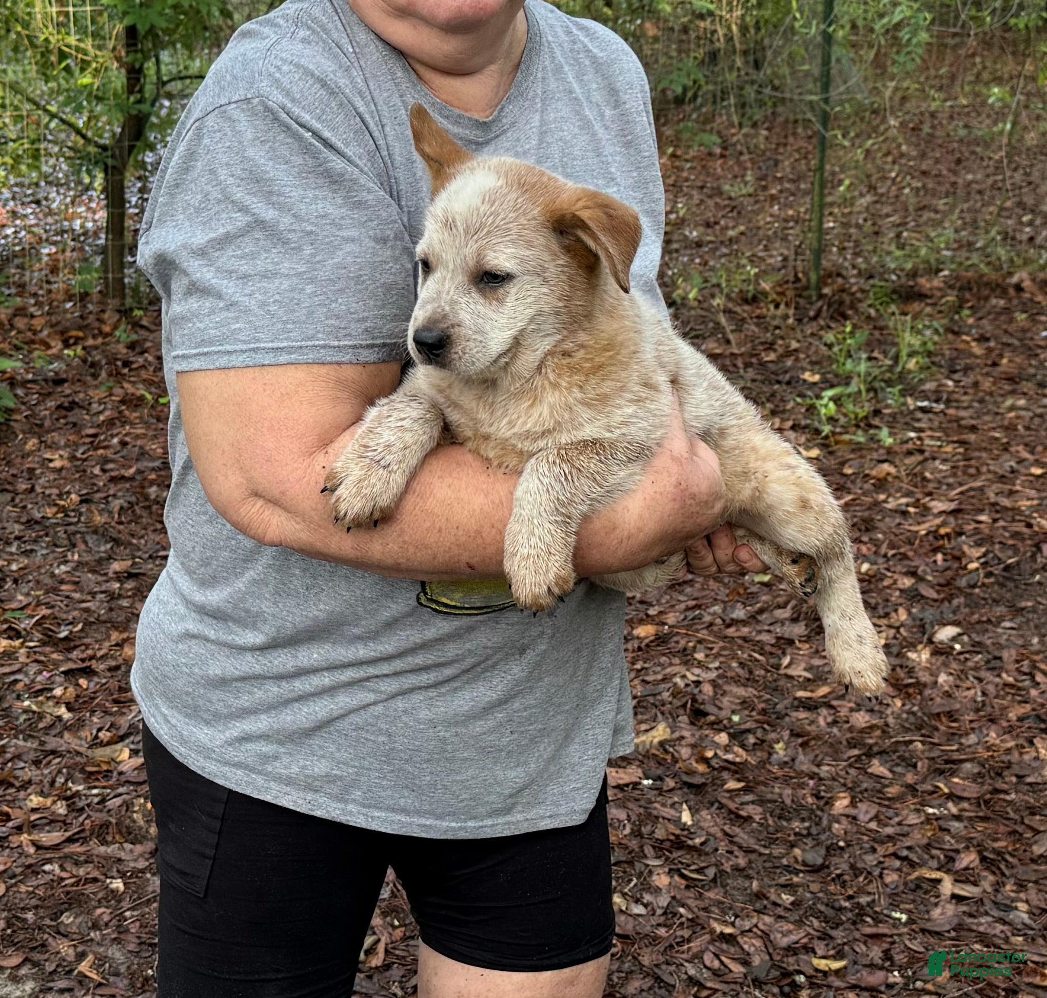 Australian Cattle Dog dogs for sale: Australian Cattle Dog Puppy 3 - Ad 2