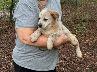 Australian Cattle Dog dogs for sale: Australian Cattle Dog Puppy 3 - Ad 2