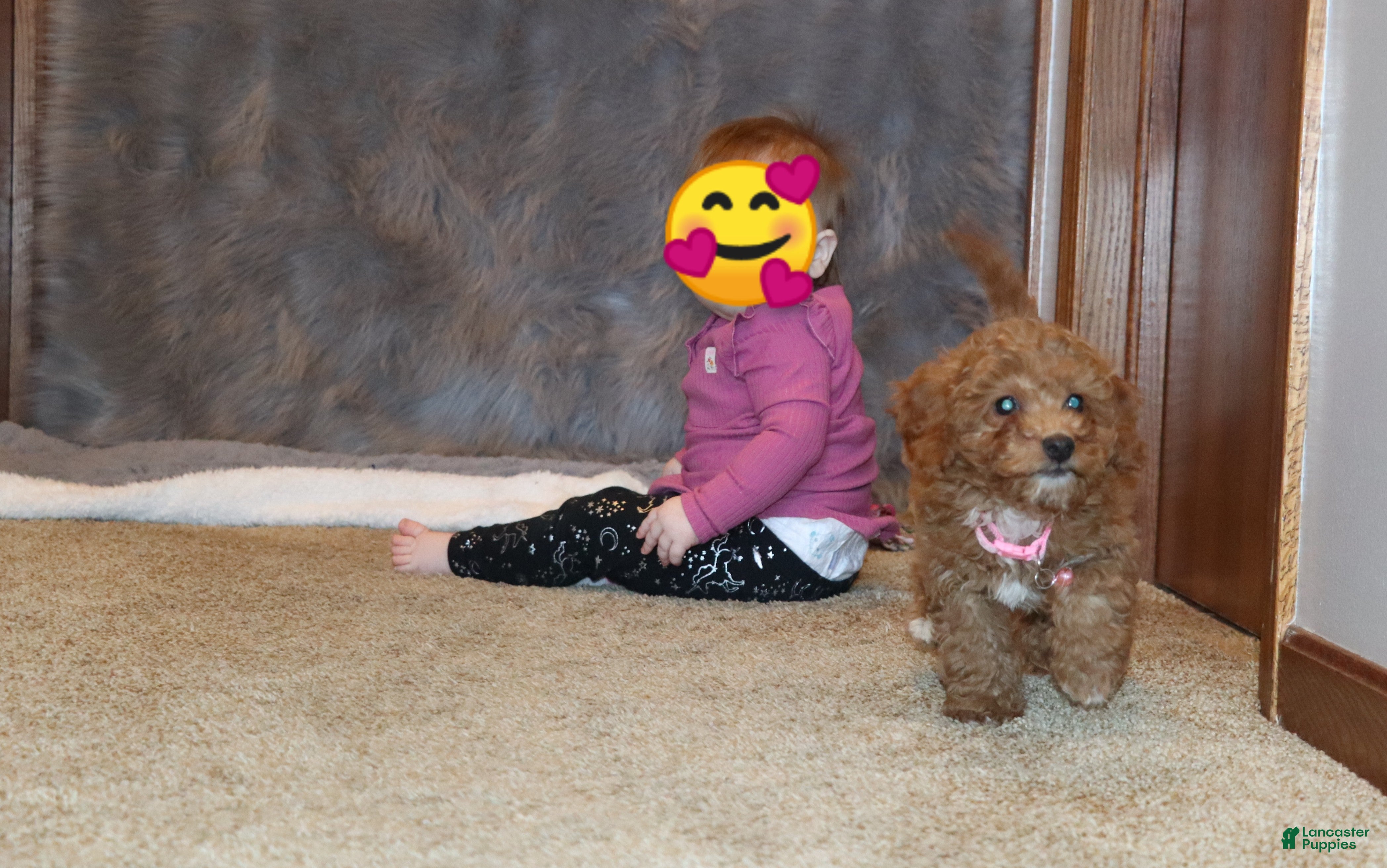 Mini Goldendoodle dogs Tilly 🌷 MicroMini Leash Training. - Ad 1