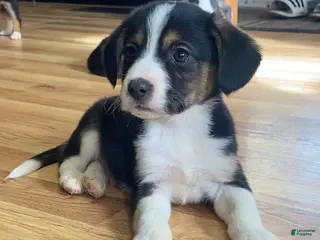 Mixed Breed dogs Cooper - Ad 18