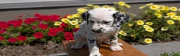 Dalmatian dogs for sale: Chloe - Ad 7