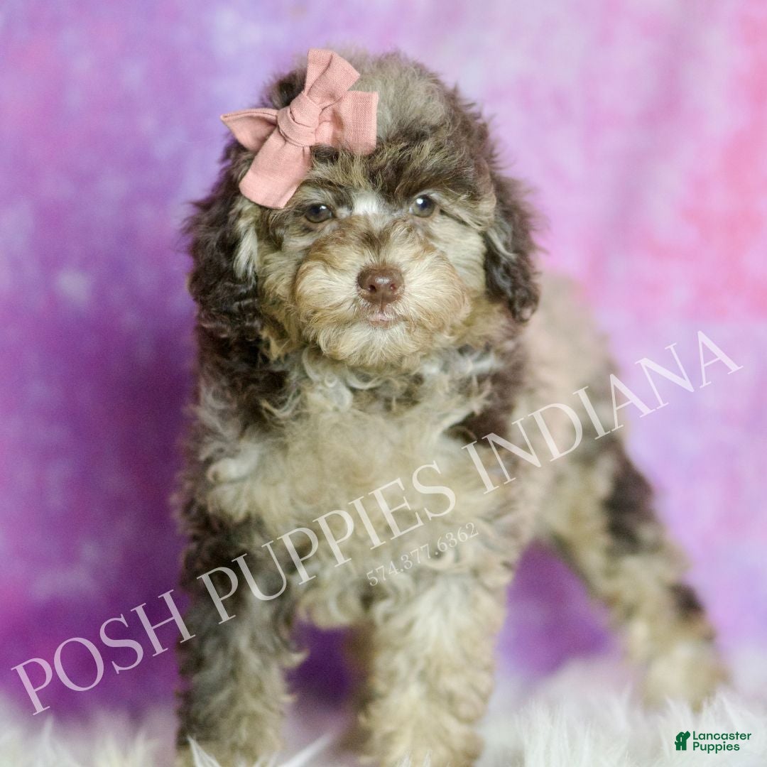 Standard Poodle dogs Dahlia - Ad 13