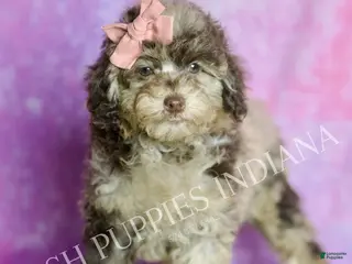 Standard Poodle dogs Dahlia - Ad 13