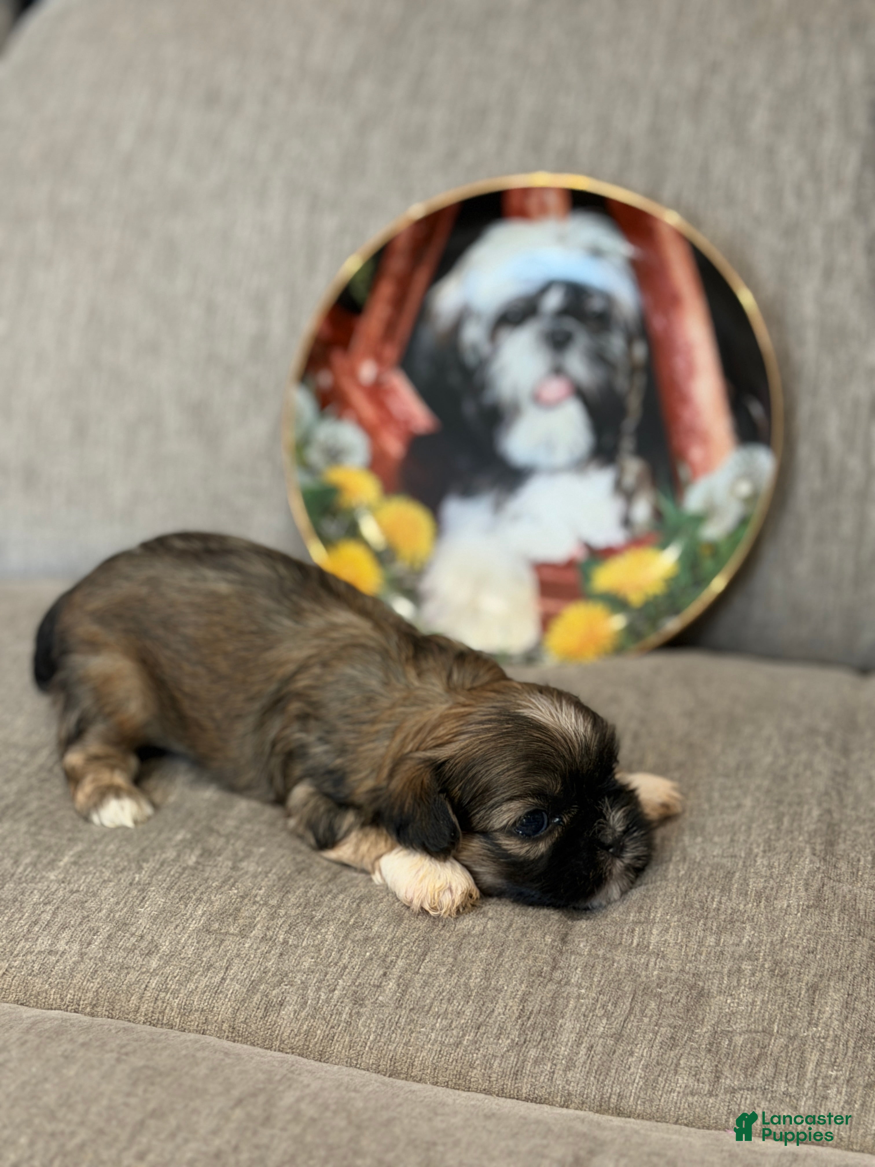 Shih Tzu dogs Pooh - Ad 1