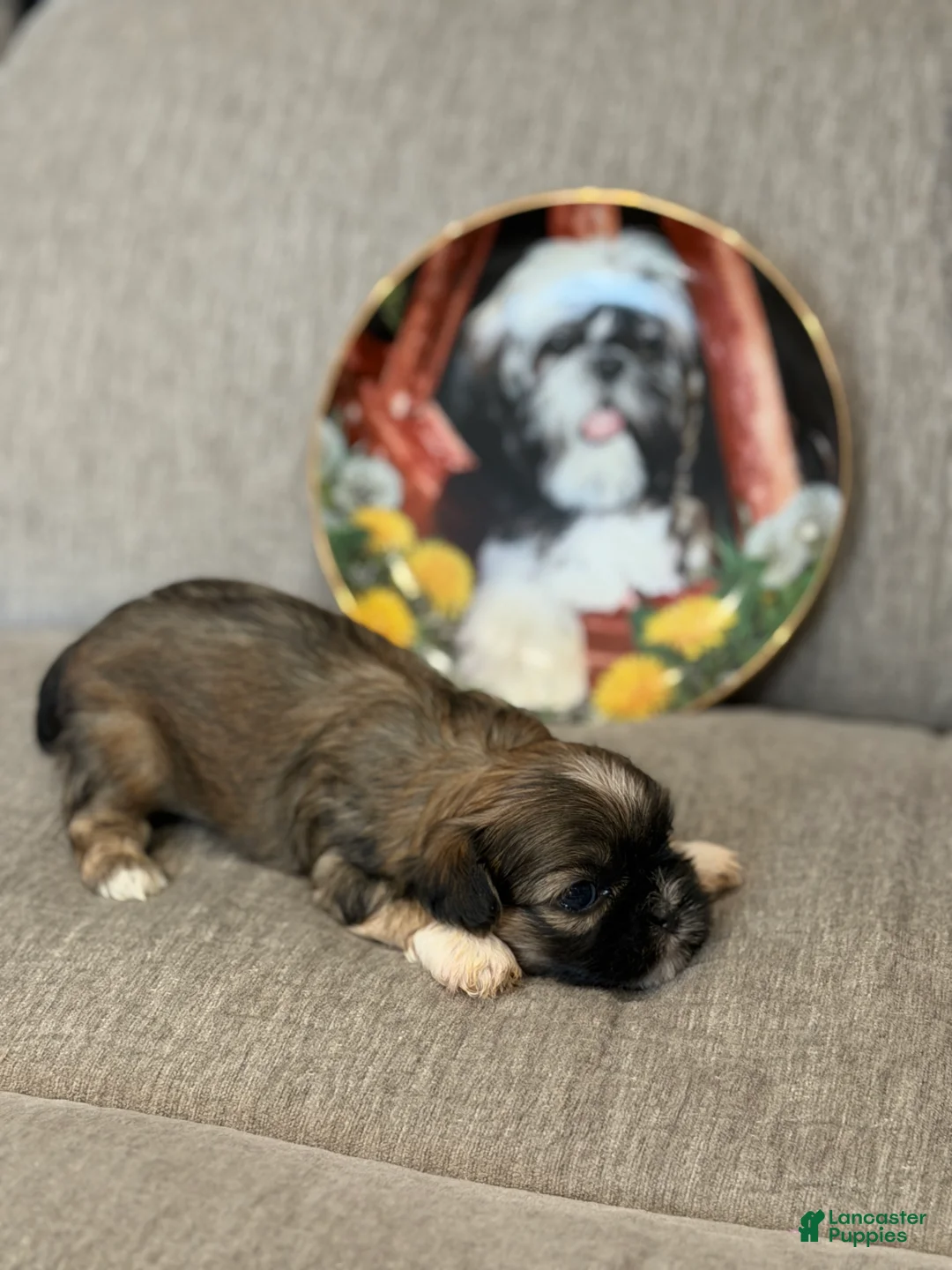 Shih Tzu dogs for sale: Pooh - Ad 1