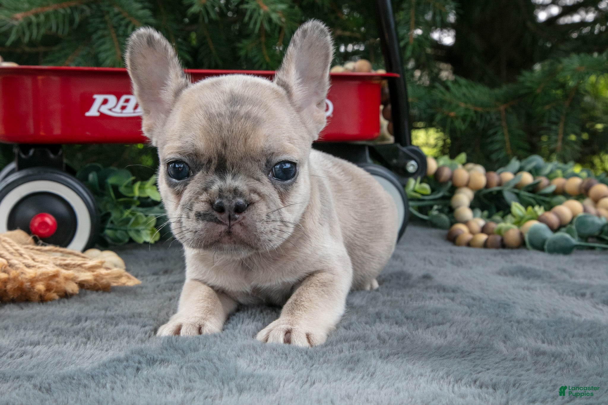 French Bulldog dogs Fannie - Ad 1