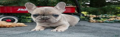 Fannie