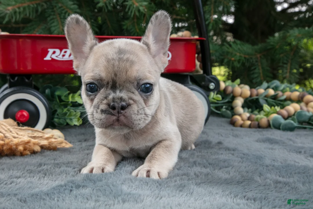 French Bulldog dogs for sale: Fannie - Ad 1