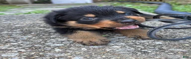 Rottweiler 1