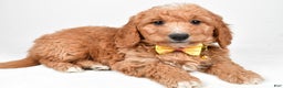 Mini Goldendoodle dogs for sale: Ronnie f one b - Ad 1